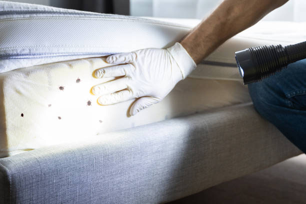 Best Bed Bug Extermination  in Wyboo, SC