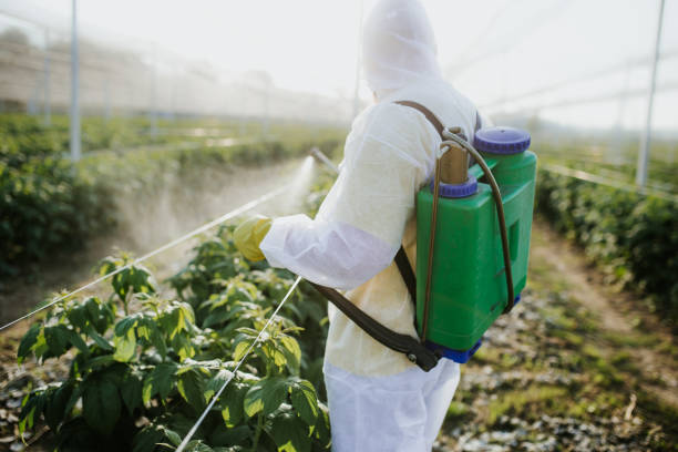 Best Pest Removal Services  in Wyboo, SC